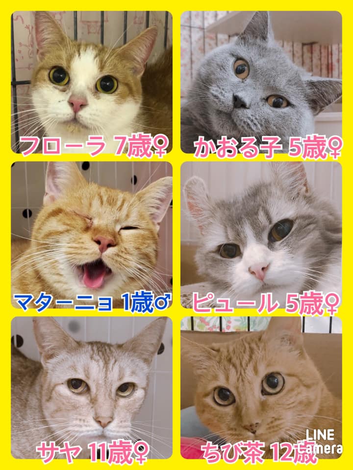 🐾今日の里親様募集中ニャンコ🐱メンバーです🐾2020,12,19